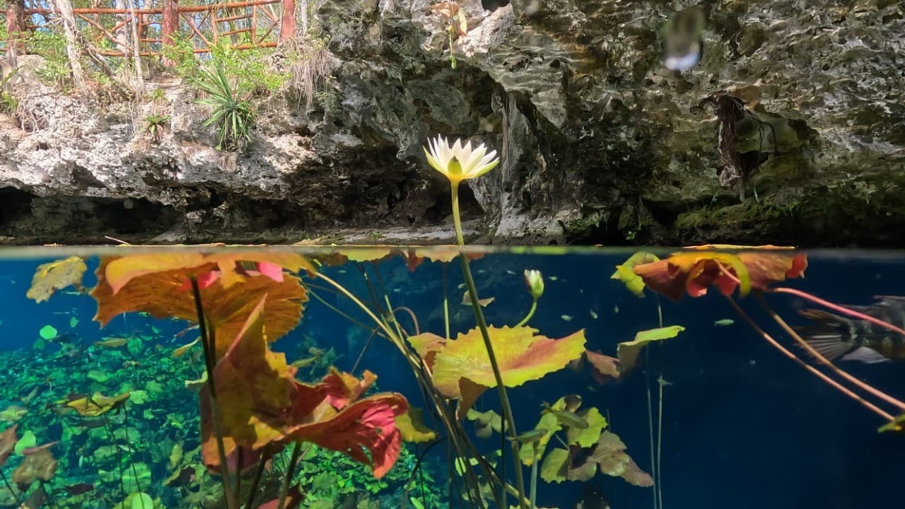 cenote nicte ha 5
